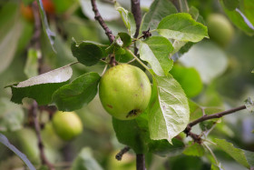 Stock Image: Green Growing Apples