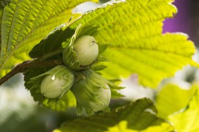 Stock Image: Green hazelnuts on a hazelnut tree