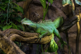 Stock Image: Green Iguana (Iguana iguana)