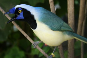 Stock Image: Green jay Singing Bird
