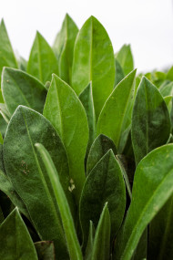 Stock Image: Green leaves