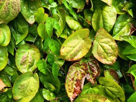 Stock Image: Green leaves background