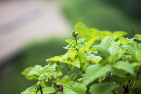 Stock Image: green lemon balm