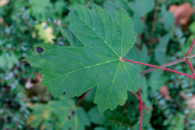 Stock Image: Green Maple Leaf