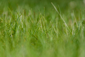 Stock Image: Green Meadow Background
