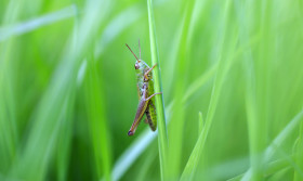 Stock Image: Green Meadow Grasshopper on a blade of grass