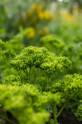 Stock Image: Green parsley