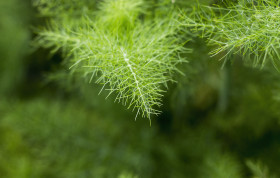 Stock Image: Green plumose leaves of fennel