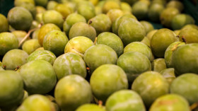 Stock Image: Green plums