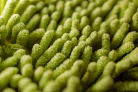 Stock Image: Green Textile Texture