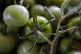 Stock Image: Green tomatoes