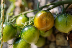 Stock Image: Green unripe tomatoes