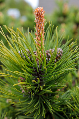 Stock Image: Green Virginia Pine Cones
