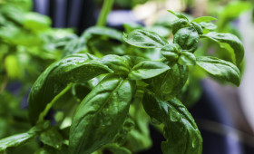 Stock Image: green wet fresh italian basil spice macro