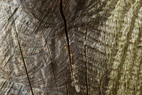 Stock Image: greenish brownish wood grain texture