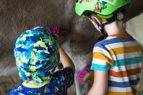 Stock Image: Grooming horse - horses care