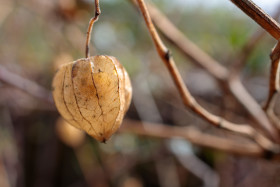 Stock Image: Groundcherry