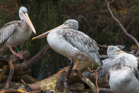 Stock Image: group of pelicans