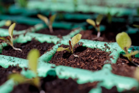 Stock Image: Grow seedlings