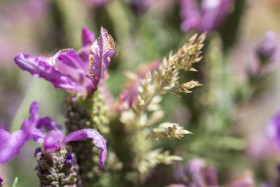 Stock Image: Growing and Blooming Lavender Close Up