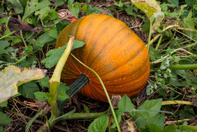 Stock Image: Growing pumpkin