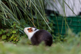 Stock Image: Guinea pig