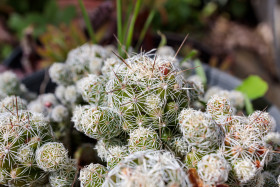 Stock Image: Gymnocalycium saglionis cactus closeup