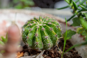Stock Image: Gymnocalycium saglionis - Giant Chin Cactus