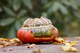 Stock Image: Halloween Pumpkin