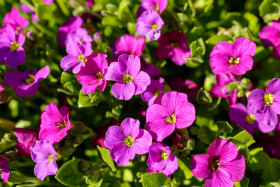 Stock Image: Hardy Perennial Geraniums