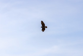 Stock Image: Hawk in the air