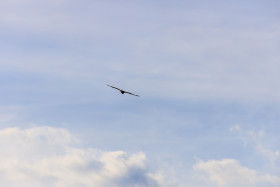 Stock Image: Hawk or Buzzard in the air