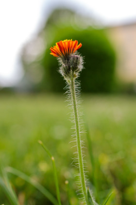 Stock Image: Hawkweed Flower