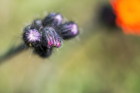 Stock Image: Hawkweed Flower Bud