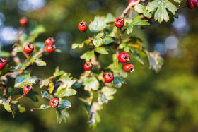 Stock Image: Hawthorn Tree branch