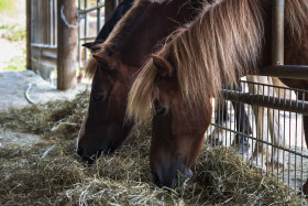 Stock Image: hay eating horses - two horses in stable
