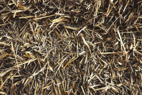 Stock Image: hay texture