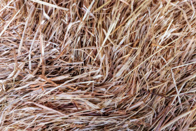 Stock Image: Hay texture