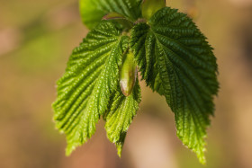 Stock Image: hazelnut tree leaves in spring