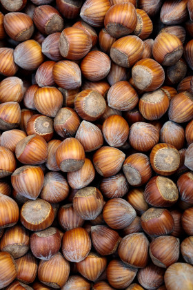 Stock Image: Hazelnuts