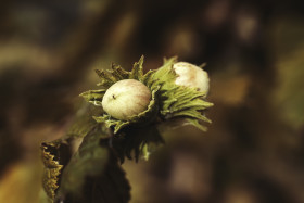 Stock Image: hazelnuts ripen in the august sun