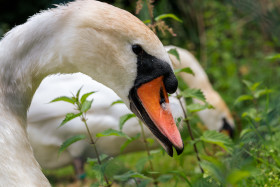 Stock Image: Head of a white swan