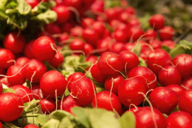 Stock Image: Heap of small red radish