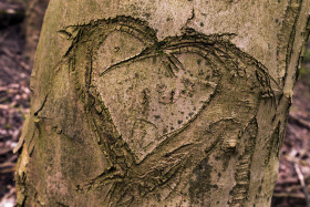 Stock Image: heart carved in tree