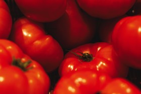 Stock Image: heirloom tomatoes