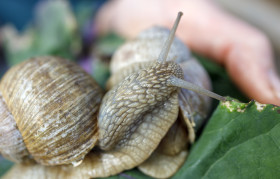 Stock Image: Helix pomatia also Roman snail, Burgundy snail