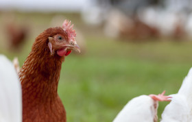 Stock Image: Hen looking at camera