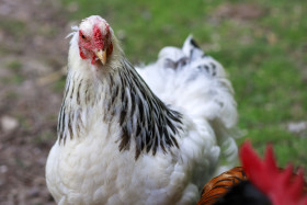 Stock Image: Hen portrait at free range farm