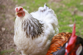 Stock Image: Hen portrait at free range farm