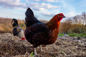 Stock Image: Hen walks around the farm